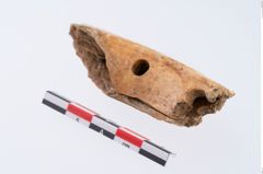 Foto von Eberzahnanhänger (NHMW-PRAE-035797)